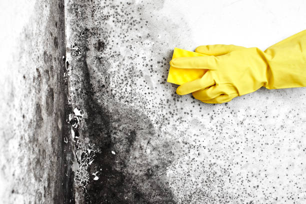 Best Air Quality Testing for Mold Spores  in Royal City, WA